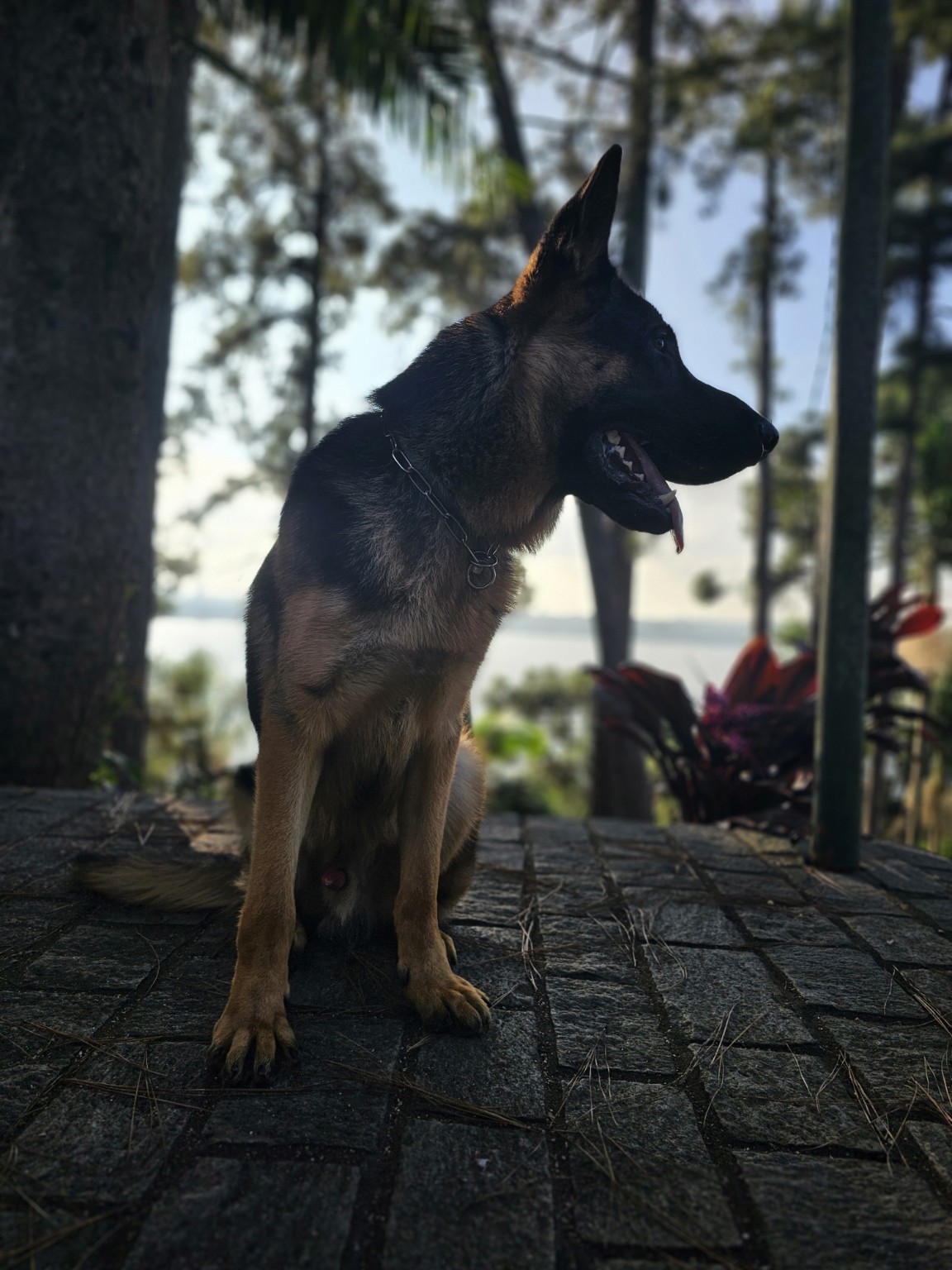 Adestrador Ceará